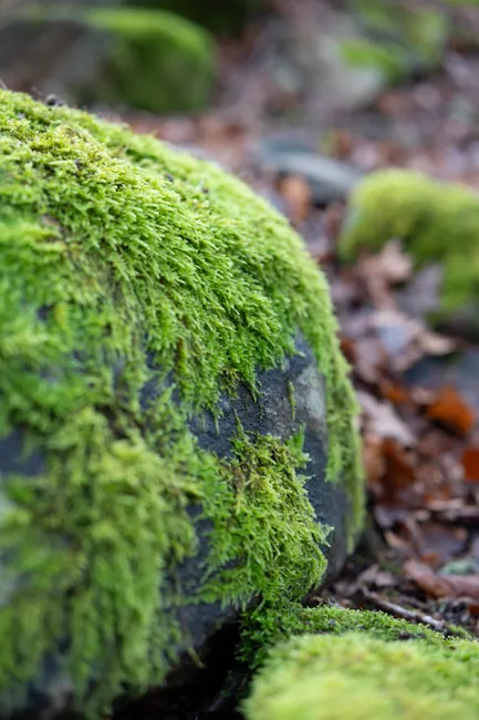 Detail Moss Macro Number 16