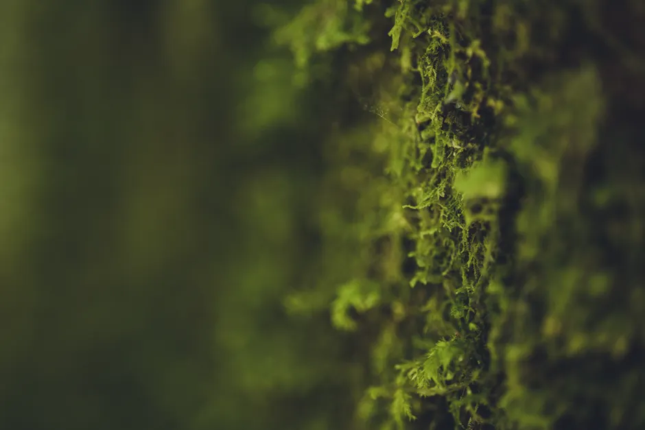 Detail Moss Macro Number 17