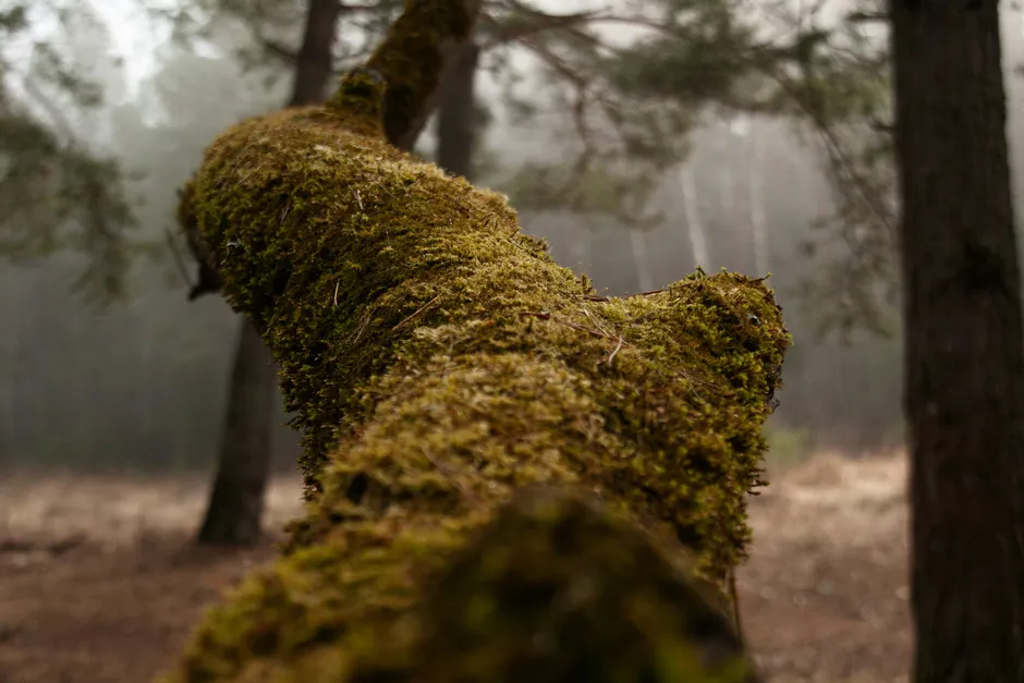 Detail Moss Macro Number 18