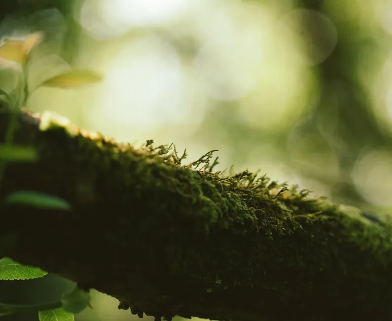 Detail Moss Macro Number 19