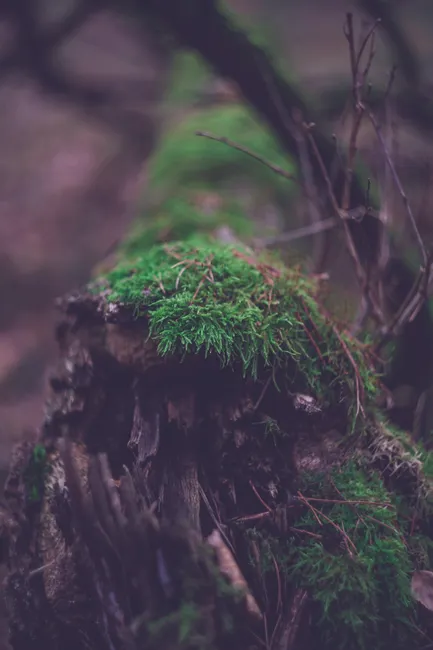Detail Moss Macro Number 20