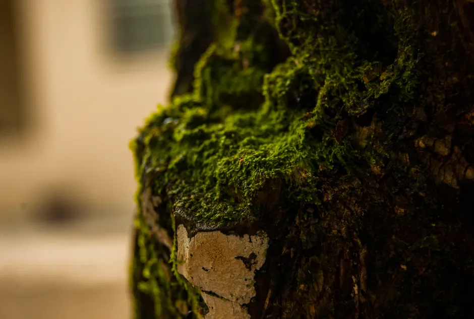 Detail Moss Macro Number 3