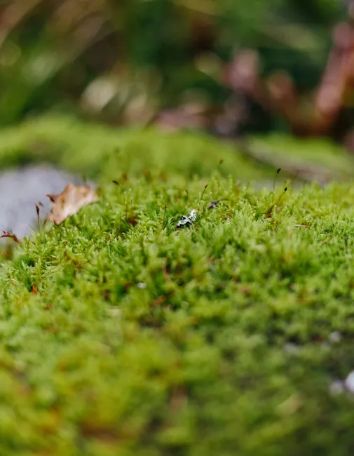 Detail Moss Macro Number 4