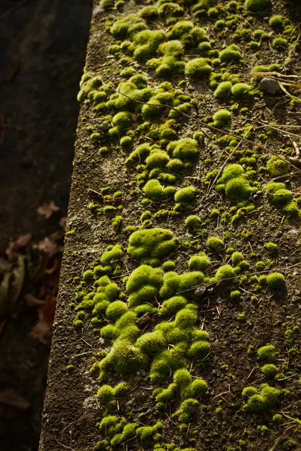 Detail Moss Macro Number 5