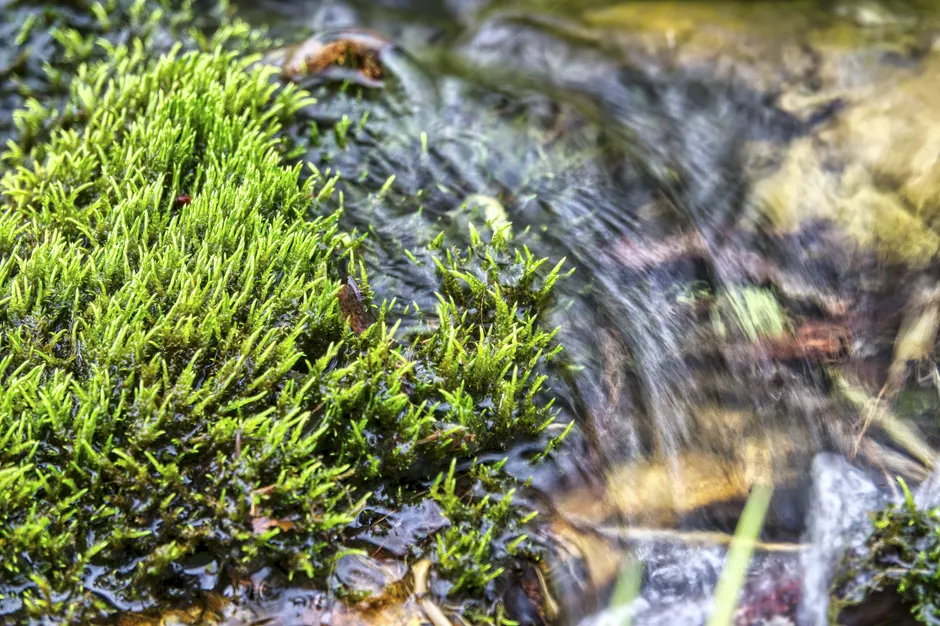 Detail Moss Macro Number 6