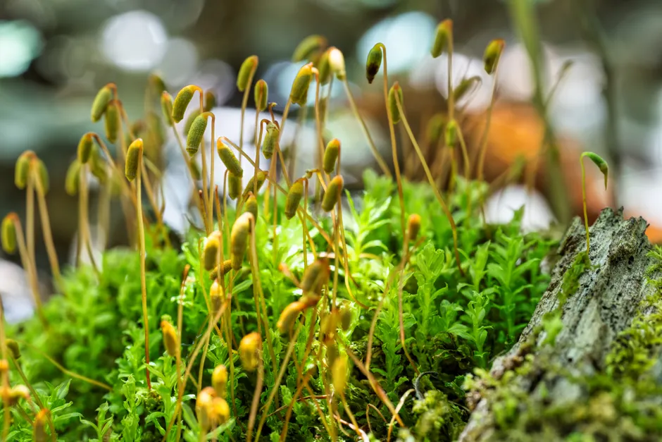 Detail Moss Macro Number 7