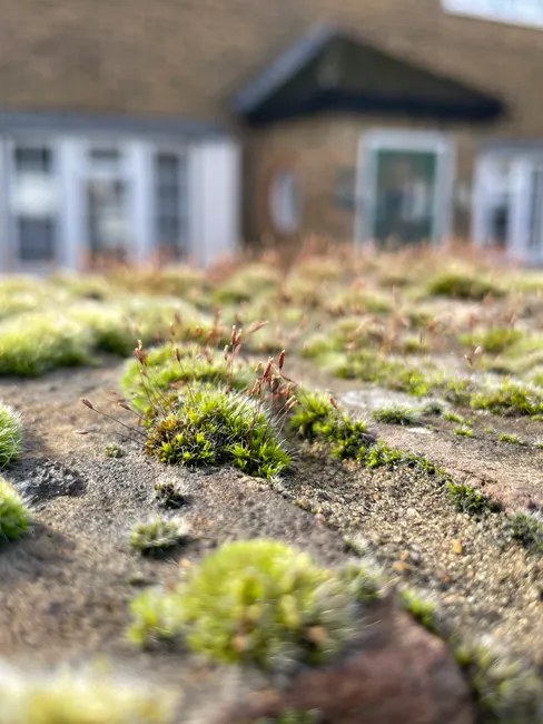 Detail Moss Macro Number 8