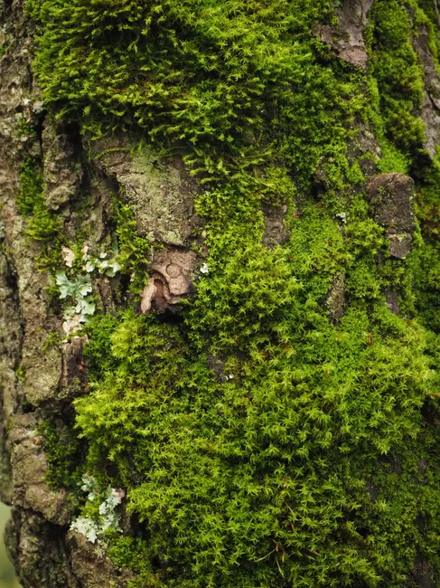 Detail Moss Macro Number 9