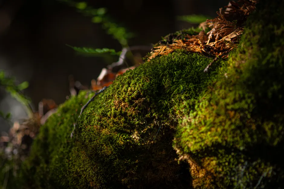 Detail Moss Macro Number 10