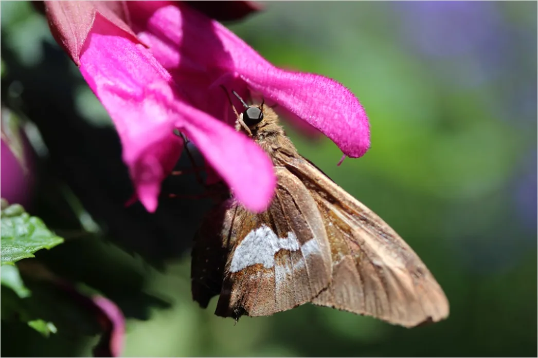 Detail Moth Macro Number 2