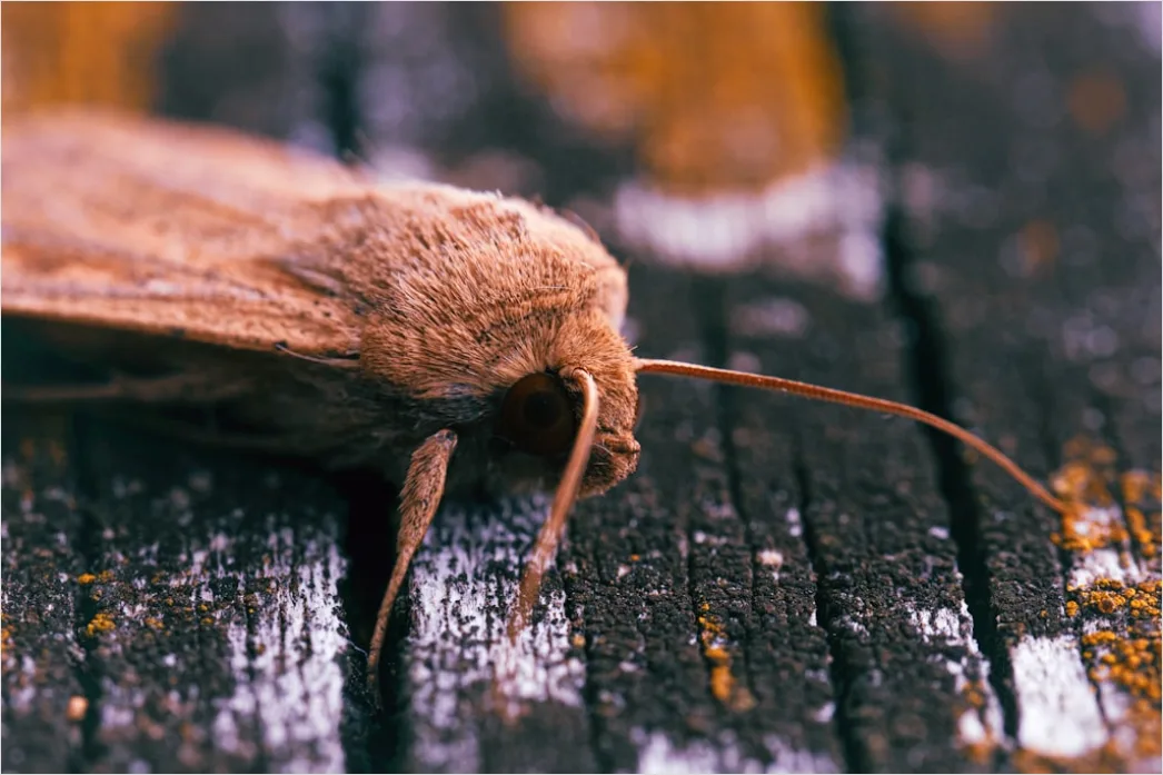 Detail Moth Macro Number 11