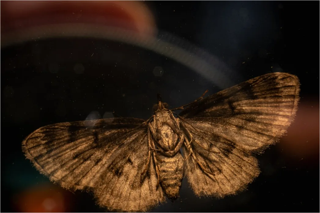 Detail Moth Macro Number 13