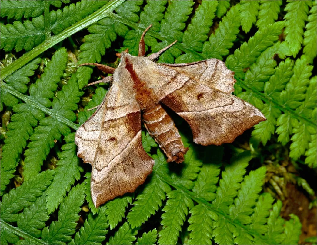 Detail Moth Macro Number 14