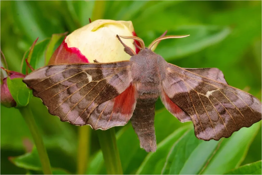 Detail Moth Macro Number 15