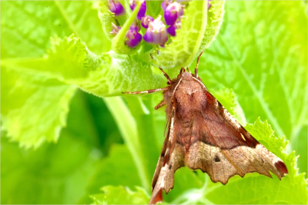 Detail Moth Macro Number 16