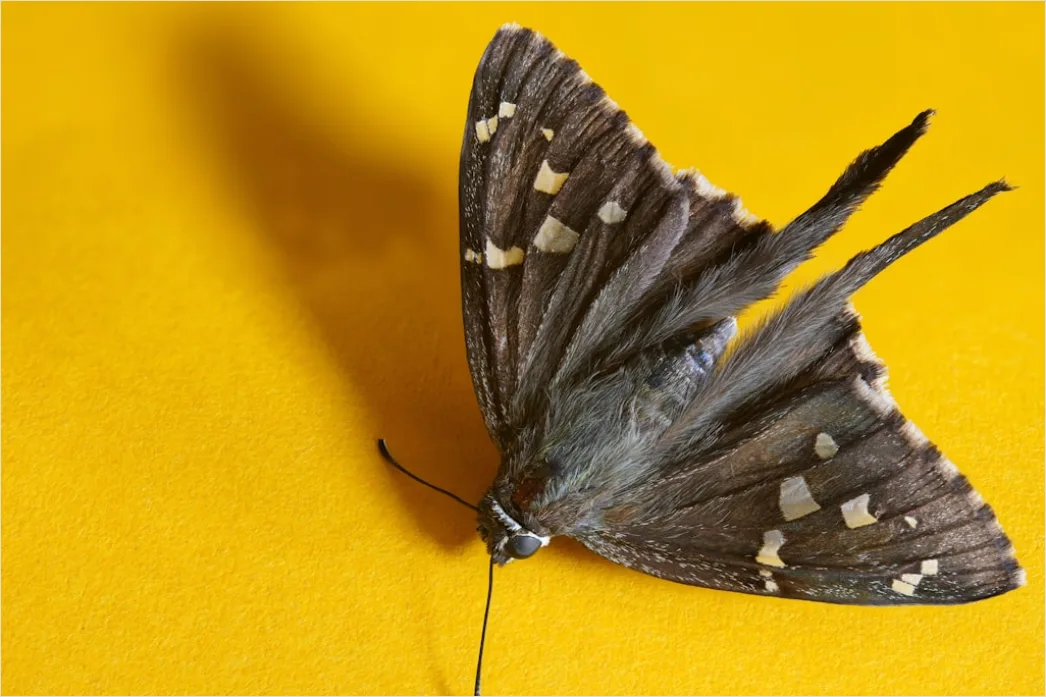 Detail Moth Macro Number 18