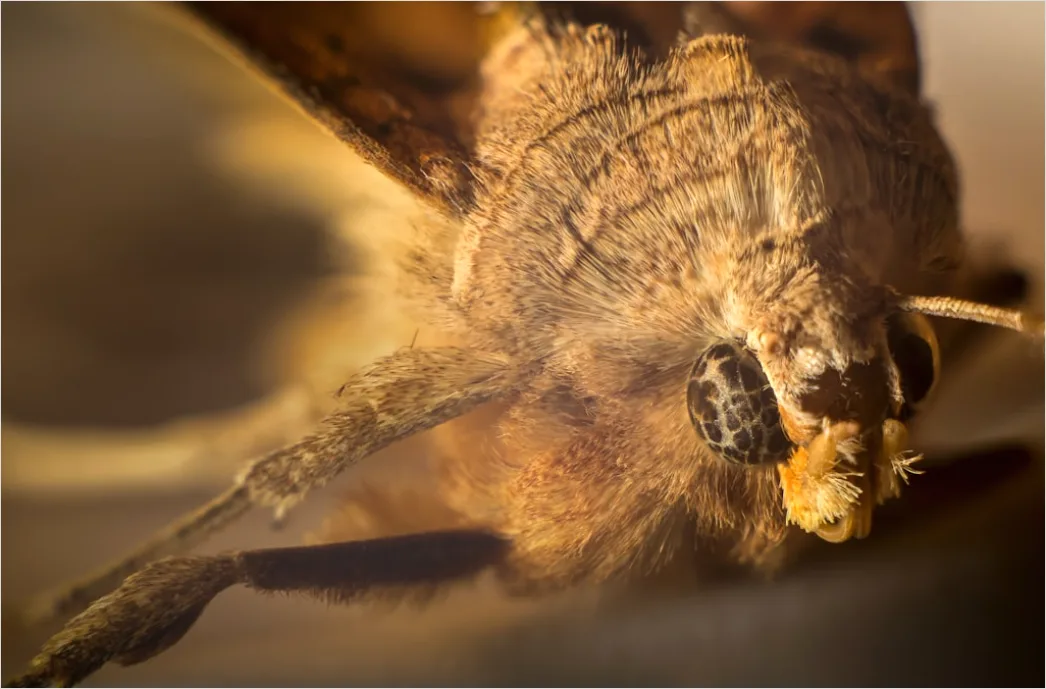 Detail Moth Macro Number 19