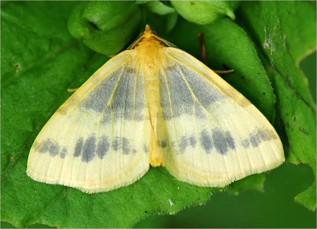 Detail Moth Macro Number 20