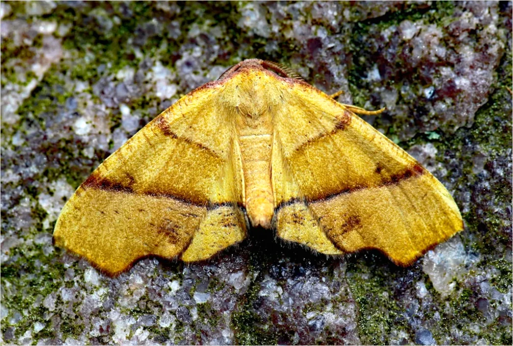 Detail Moth Macro Number 3