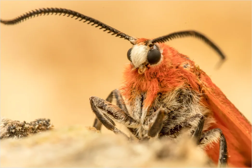 Detail Moth Macro Number 6