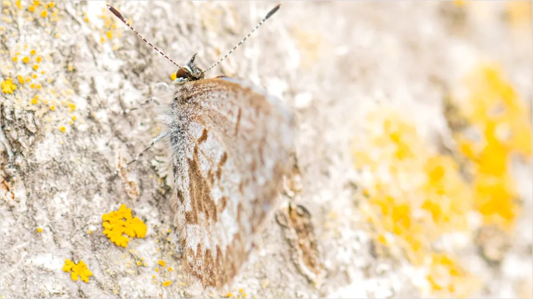 Detail Moth Macro Number 7