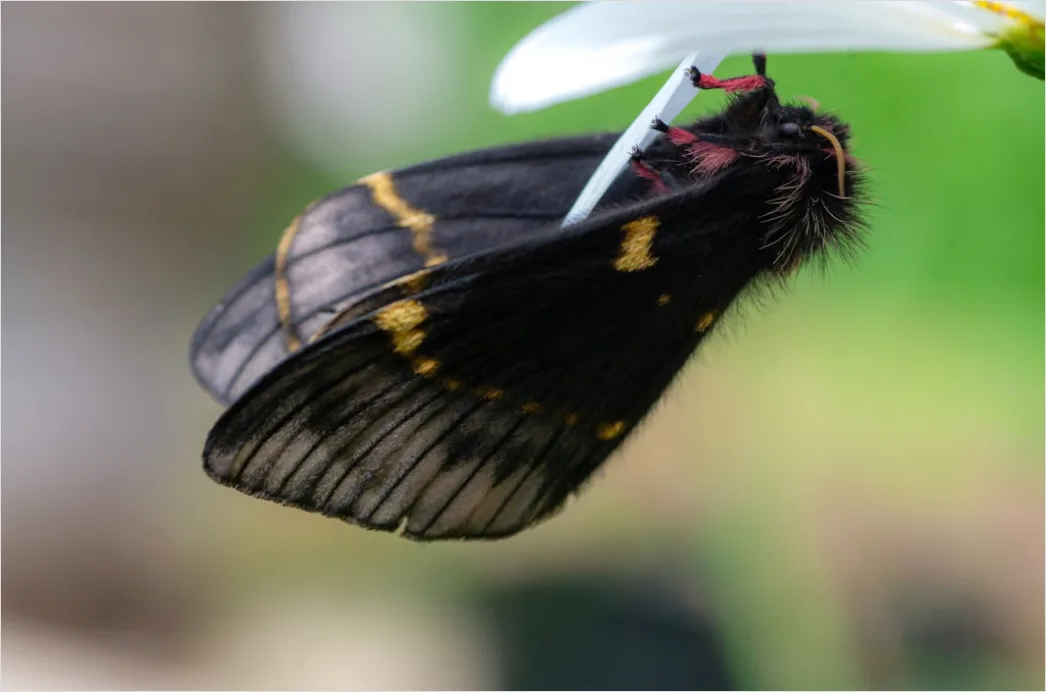 Detail Moth Macro Number 9