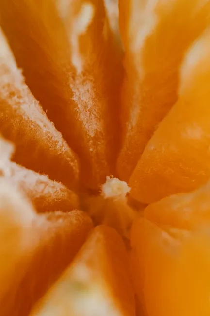 Detail Orange Slice Macro Number 6