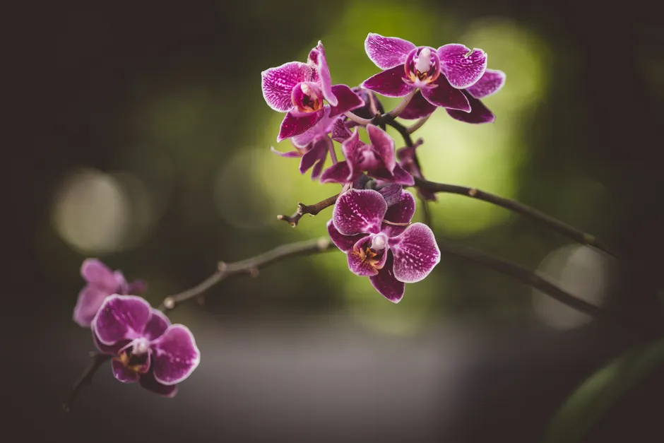 Orchid Macro Photography Bokeh 6f43