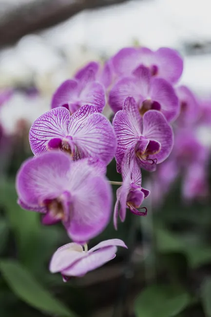 Detail Orchid Macro Photography Bokeh Number 10
