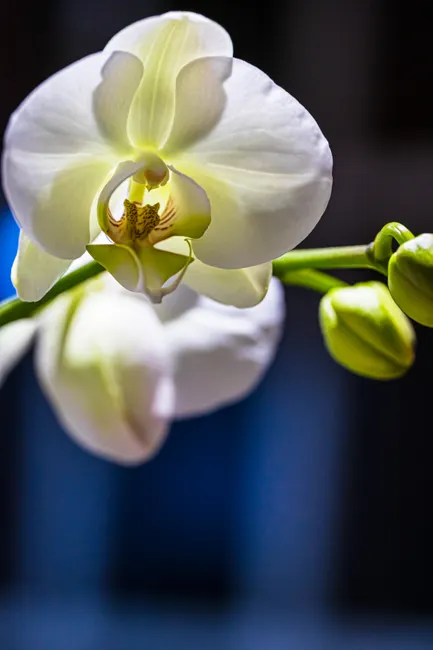 Detail Orchid Macro Photography Bokeh Number 11