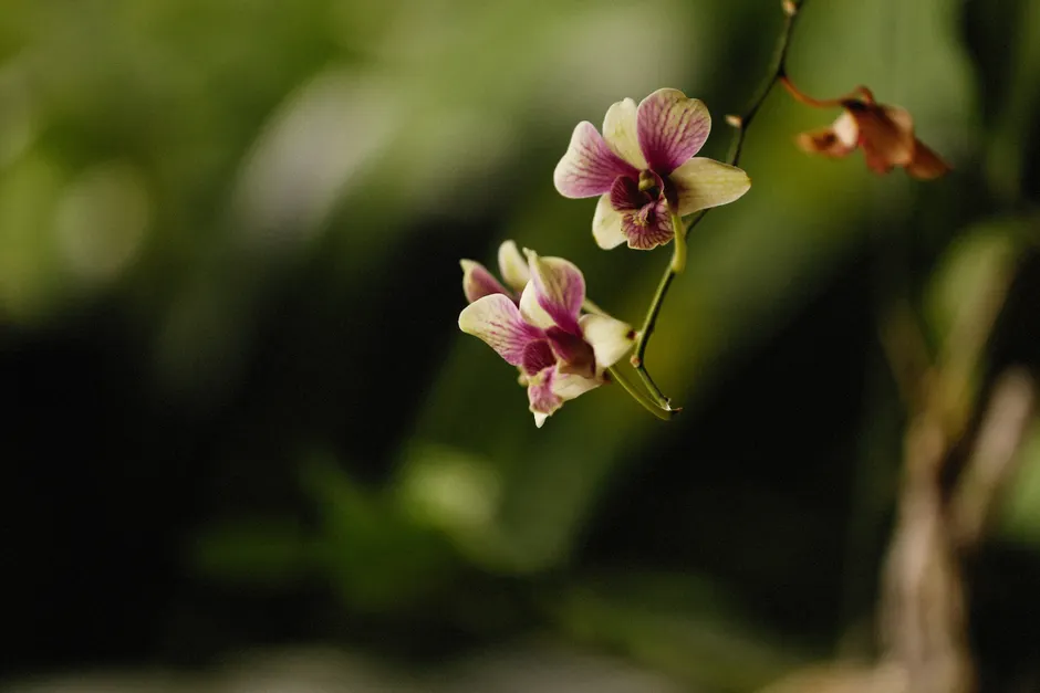 Detail Orchid Macro Photography Bokeh Number 12