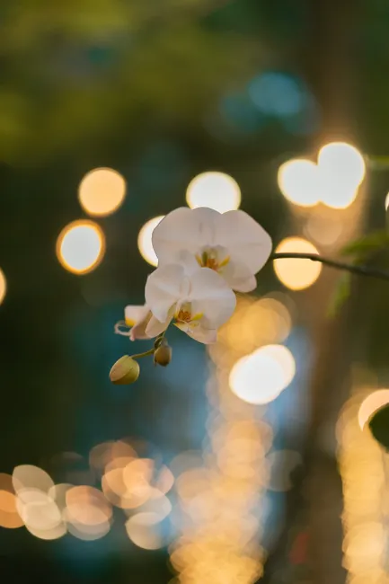 Detail Orchid Macro Photography Bokeh Number 13