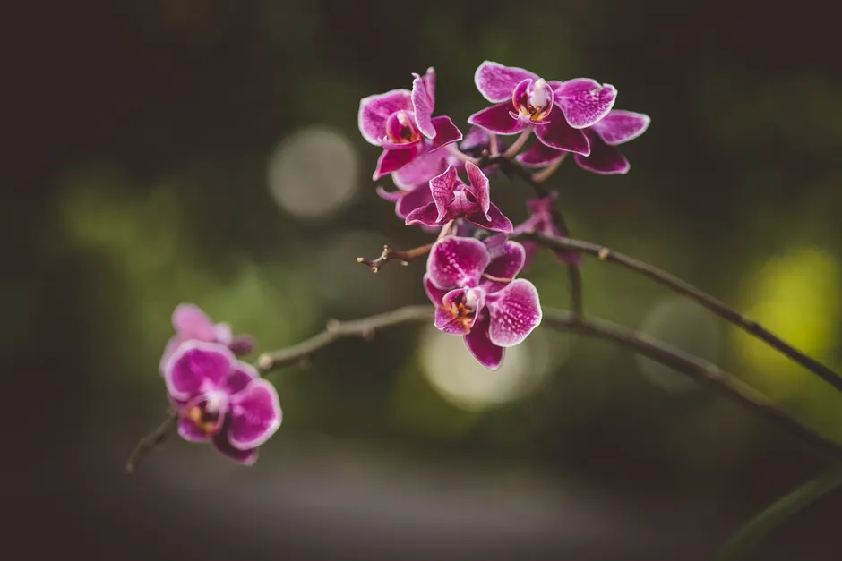 Detail Orchid Macro Photography Bokeh Number 14