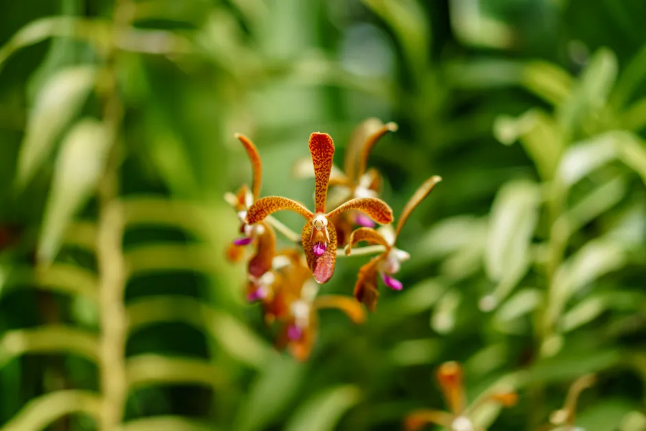 Detail Orchid Macro Photography Bokeh Number 15