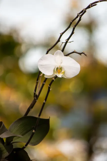 Detail Orchid Macro Photography Bokeh Number 16