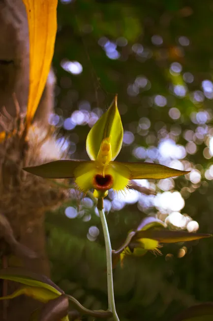 Detail Orchid Macro Photography Bokeh Number 17