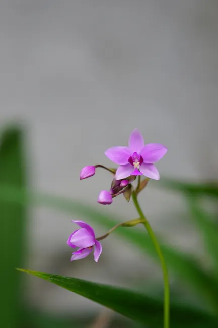 Detail Orchid Macro Photography Bokeh Number 18