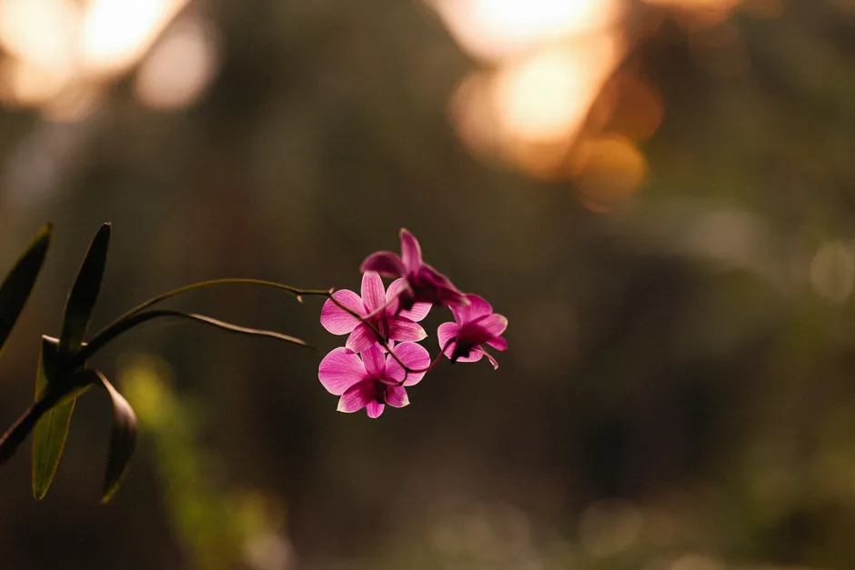 Detail Orchid Macro Photography Bokeh Number 19