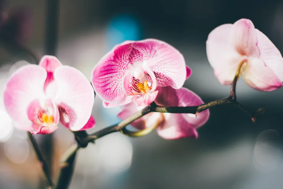 Detail Orchid Macro Photography Bokeh Number 2