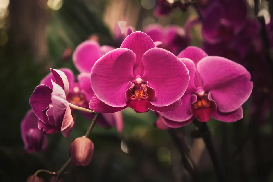 Detail Orchid Macro Photography Bokeh Number 3