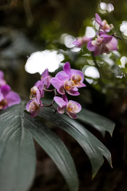 Detail Orchid Macro Photography Bokeh Number 4