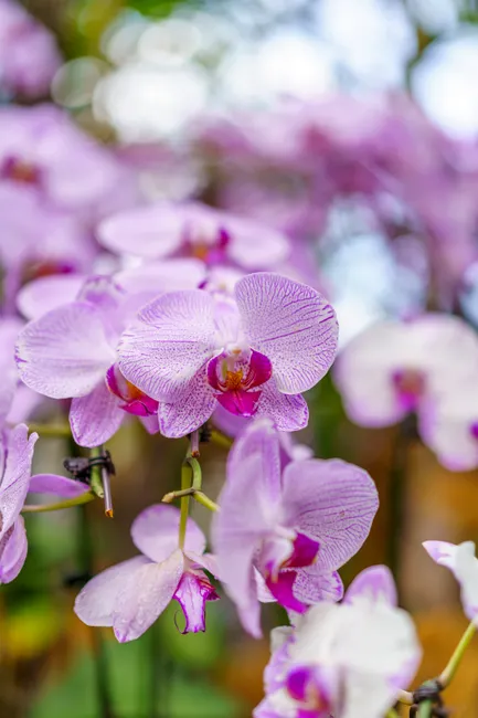 Detail Orchid Macro Photography Bokeh Number 5