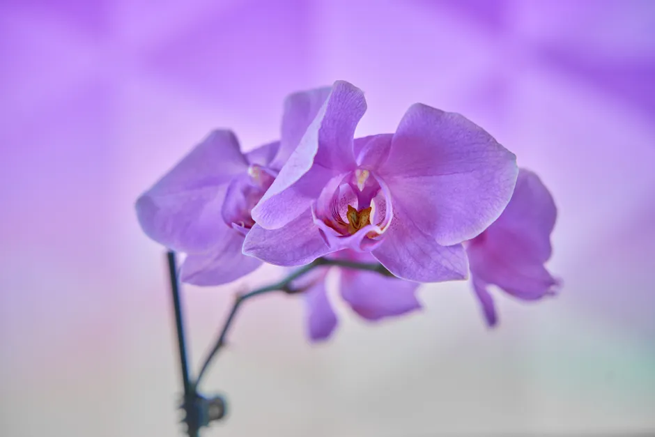 Detail Orchid Macro Photography Bokeh Number 6
