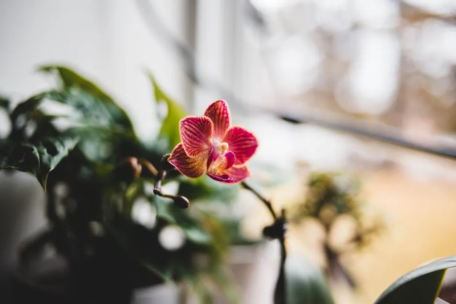 Detail Orchid Macro Photography Bokeh Number 7