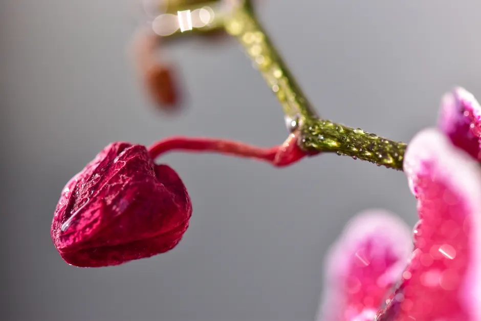 Detail Orchid Macro Photography Bokeh Number 8