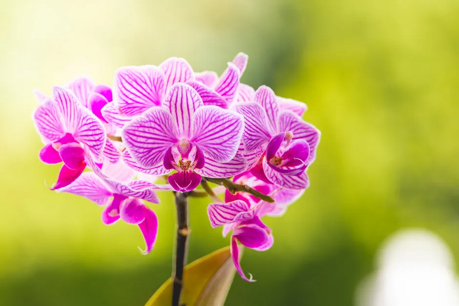 Detail Orchid Macro Photography Bokeh Number 9