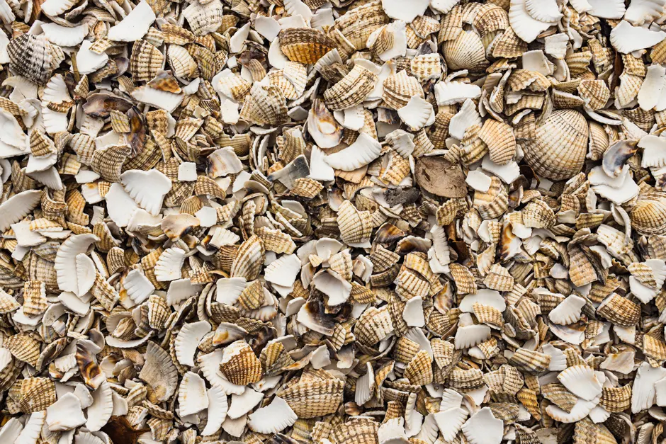 Shell Texture Close Up 0c13