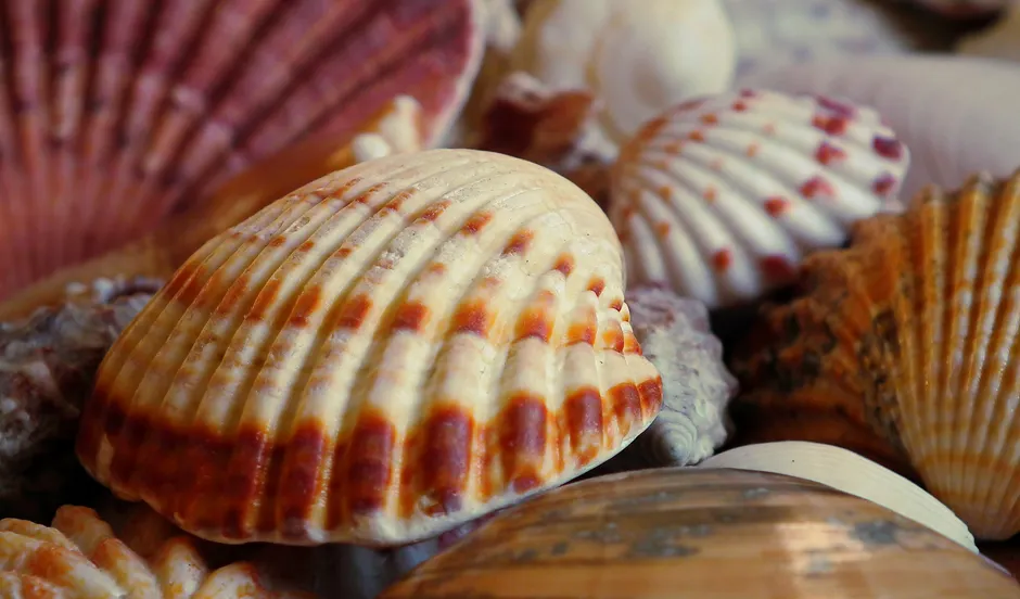 Detail Shell Texture Close Up Number 11