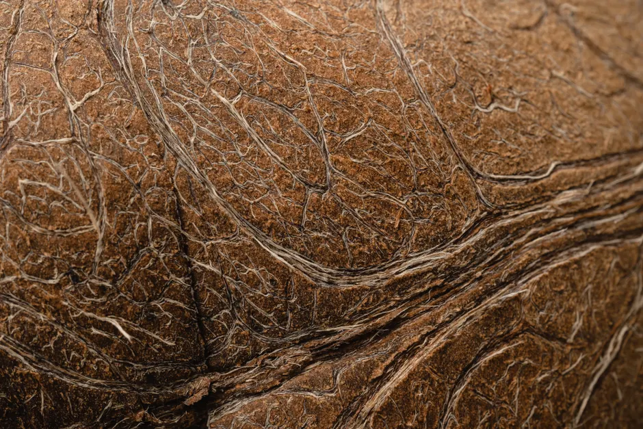 Detail Shell Texture Close Up Number 12
