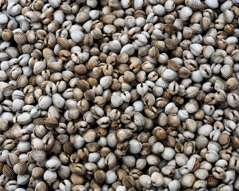 Detail Shell Texture Close Up Number 13